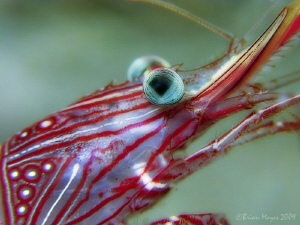 Durban Hinge-Beak Shrimp (Rhynchoinetes serratus).....Can... by Brian Mayes 